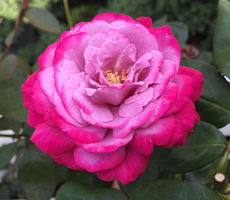 'Blue River ® (hybrid tea, Kordes, 1984)' rose photo
