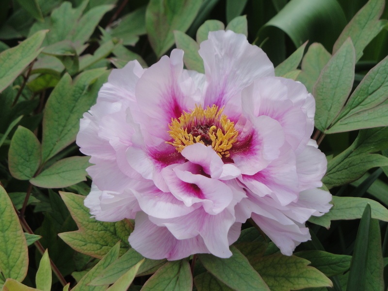 'P. suffruticosa 'Hisiana Alba'' peony photo