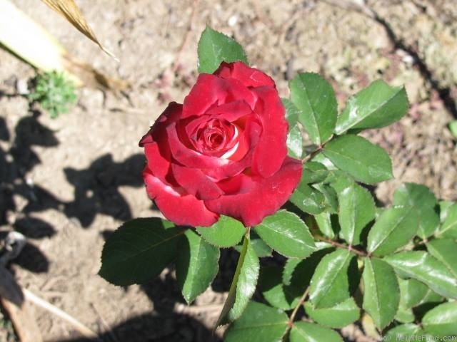 'King of the Road' rose photo