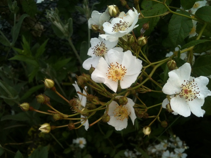 '<i>Rosa multiflora</i> (thornless)' rose photo