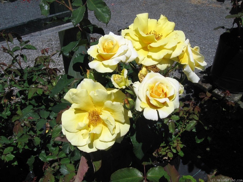 'Gisborne 2000' rose photo