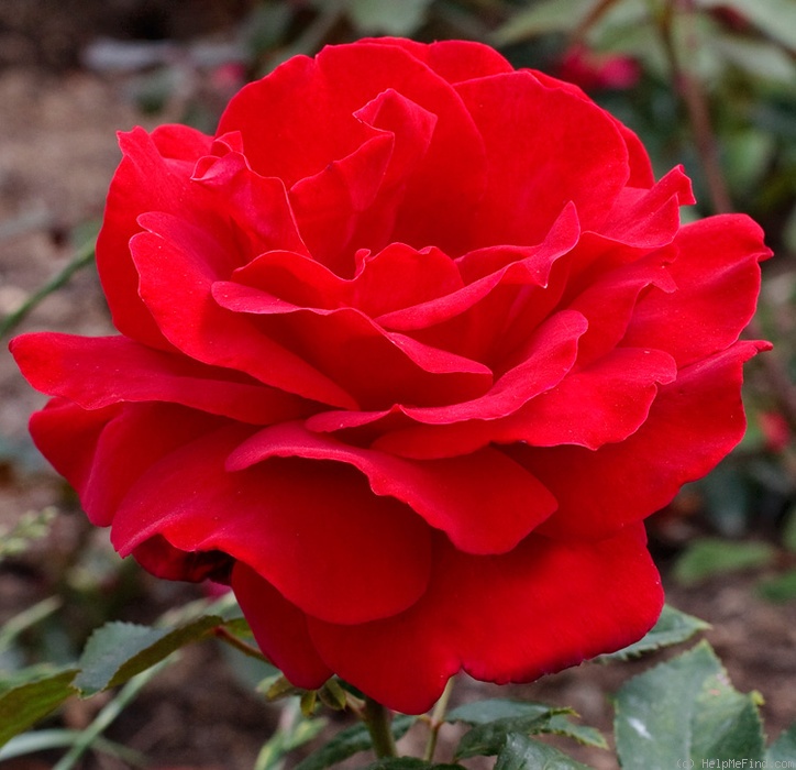 'Senator Burda ®' rose photo
