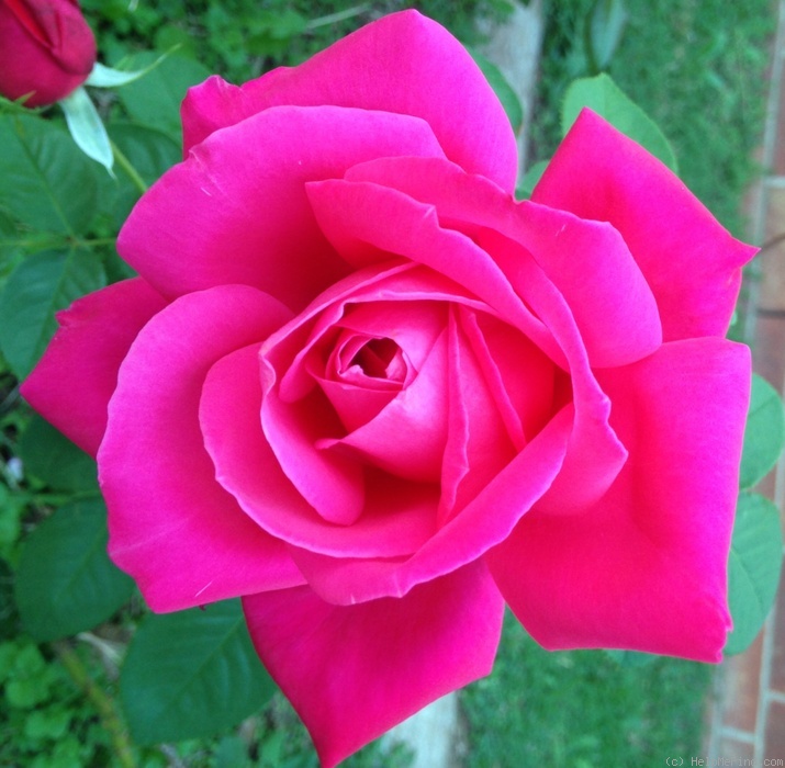 'Miss All-American Beauty' rose photo