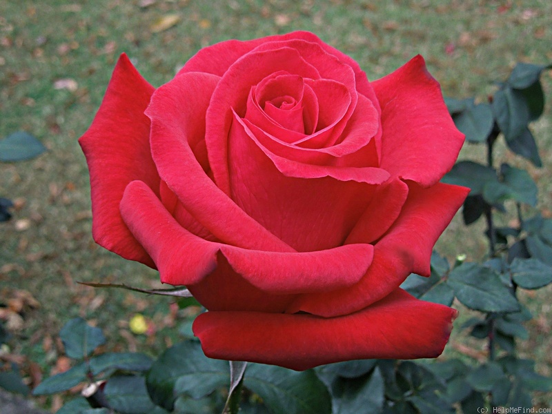 ‘Veterans’ Honor’ Rose Photo