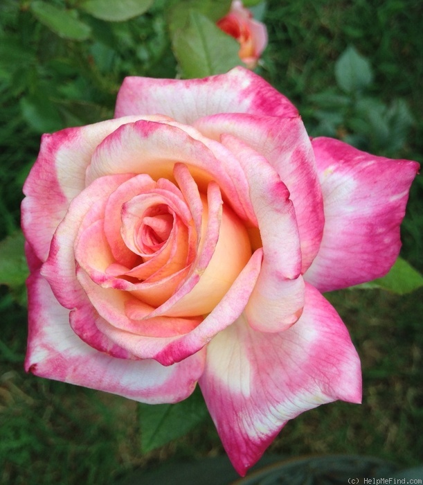 'Sheila's Perfume (Floribunda, Sheridan before 1979)' rose photo