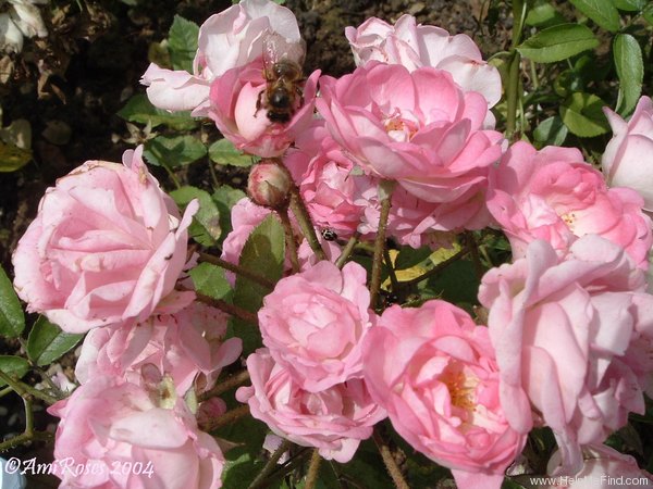 'Charles Métroz' rose photo