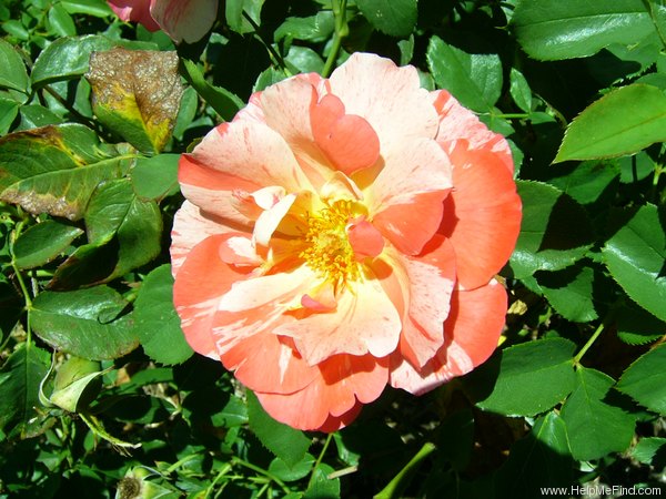 'Grimaldi ™' rose photo
