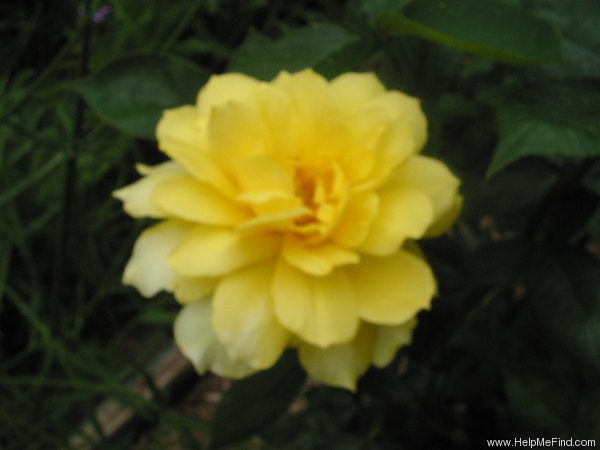 'Gold Glow' rose photo