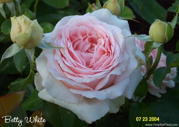 'Betty White ™' rose photo