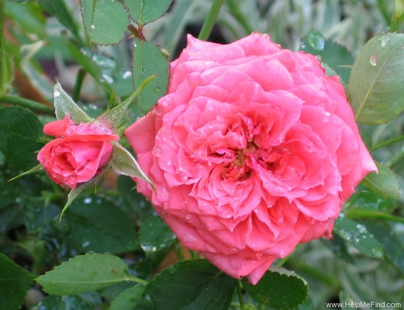 'Millie Walters ™' rose photo