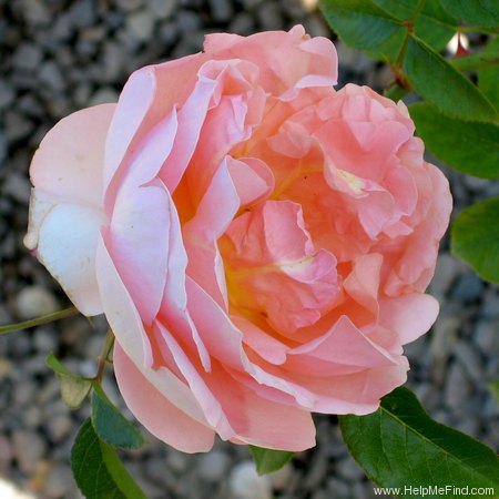 'Heaven on Earth' rose photo
