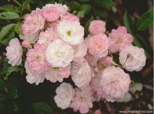 'Petite de Terre Franche' rose photo