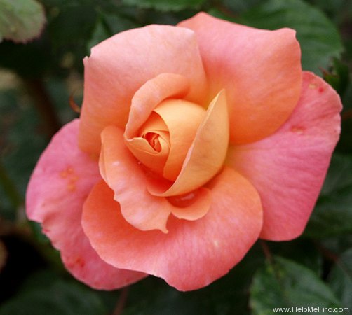 'Romantic Palace ®' rose photo