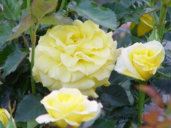'Nancy's Alabama Rose Garden'  photo