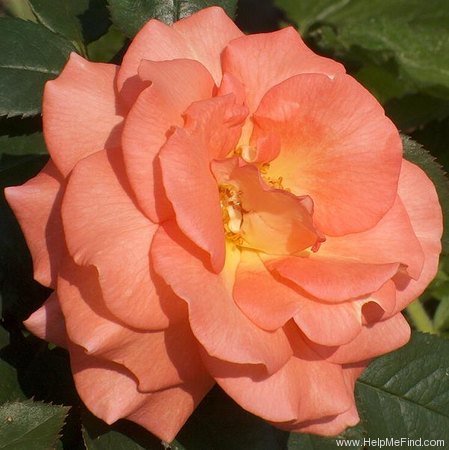 'Queen Beatrix' rose photo