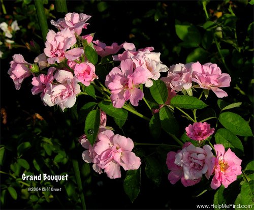 'Grand Bouquet ™' rose photo