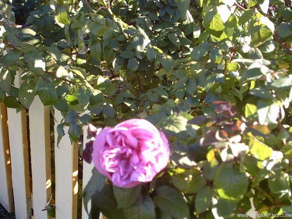 'Pink Bourbon' rose photo