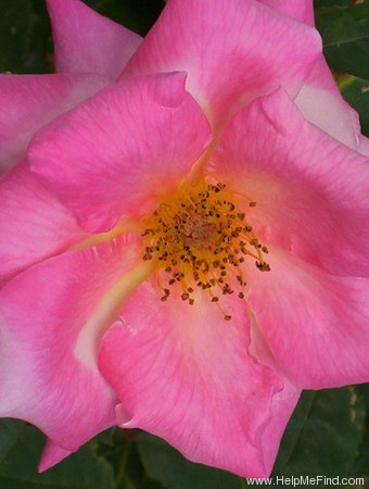 'Pink Parfait' rose photo