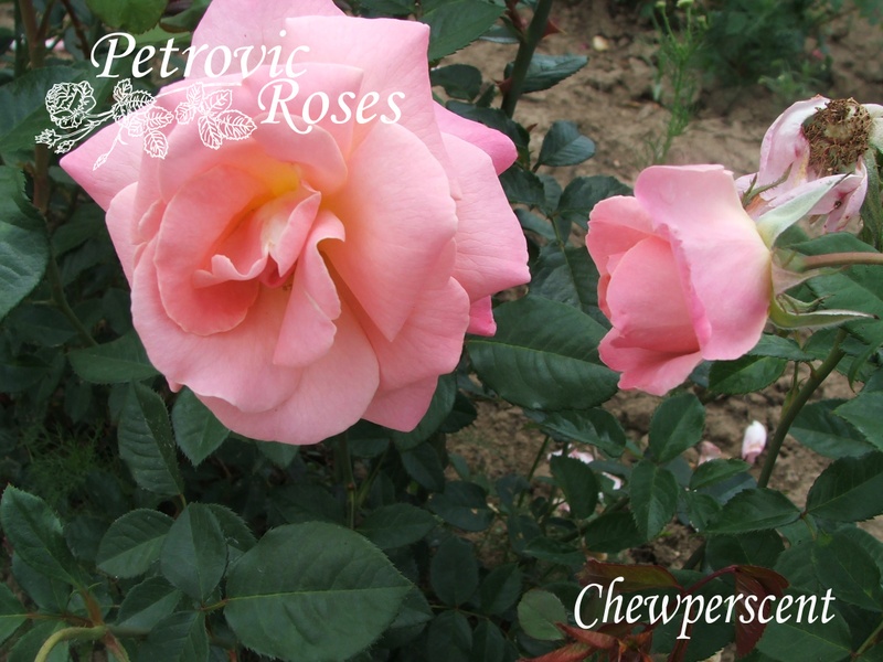 'CHEwperscent' rose photo