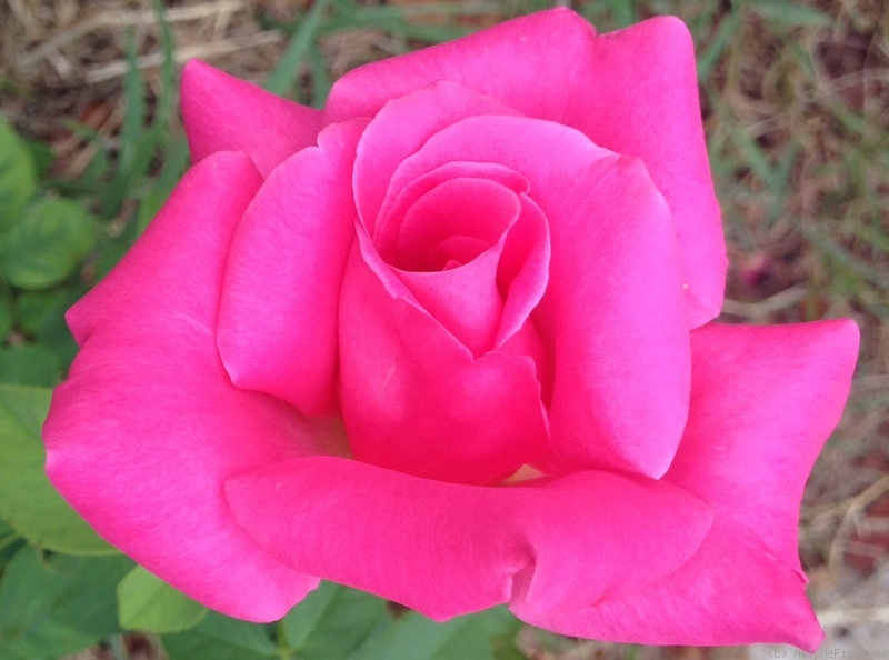 'Miss All-American Beauty' rose photo