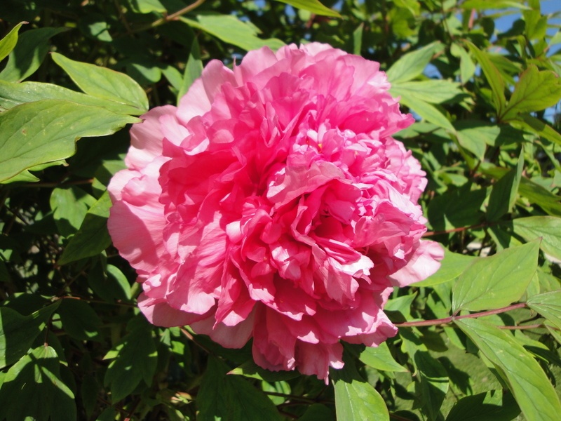 'Triomphe de van der Maelen' peony photo