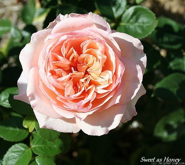 'Sweet as Honey' rose photo