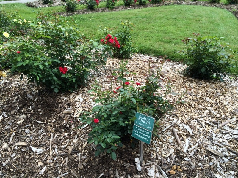 'Black Forest Rose ®' rose photo