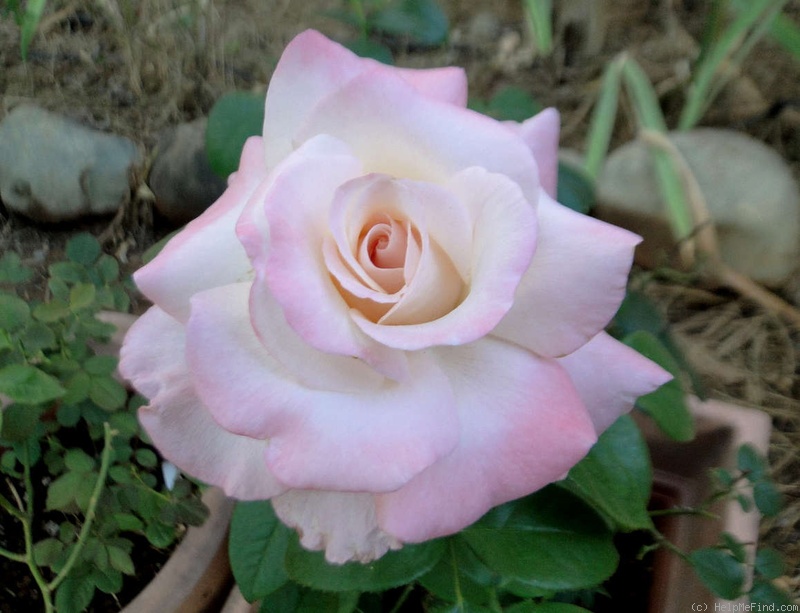 'Clouds of Glory' rose photo