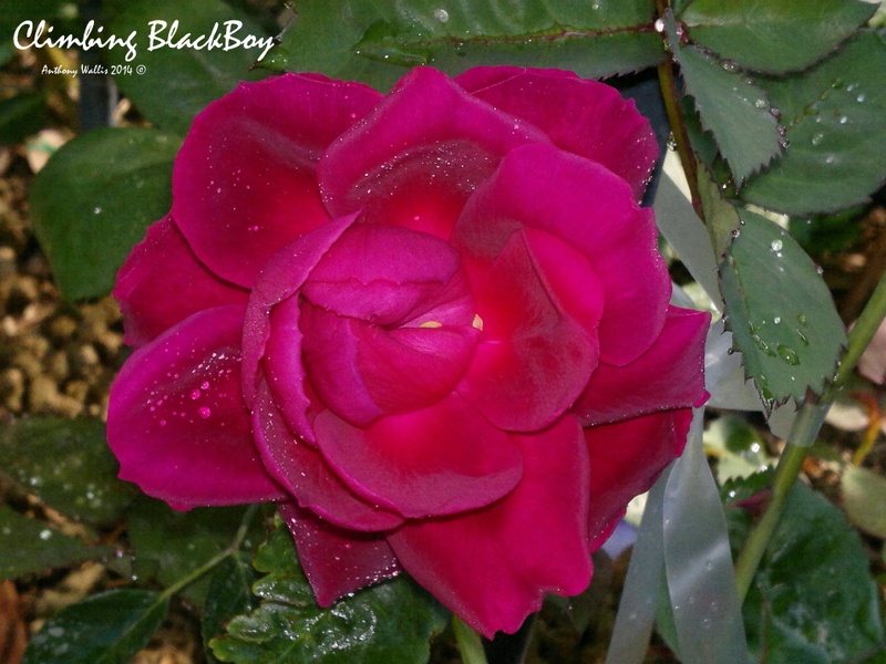'Blackboy' rose photo