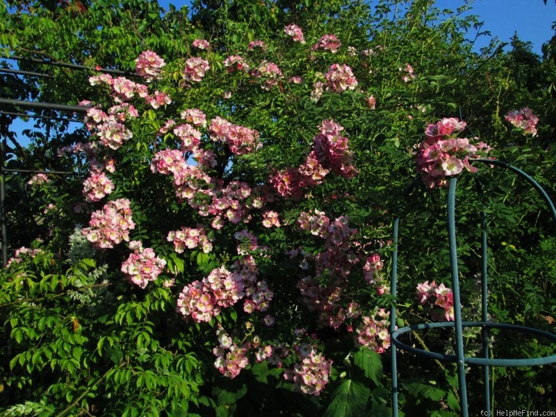 'Kew Rambler' rose photo
