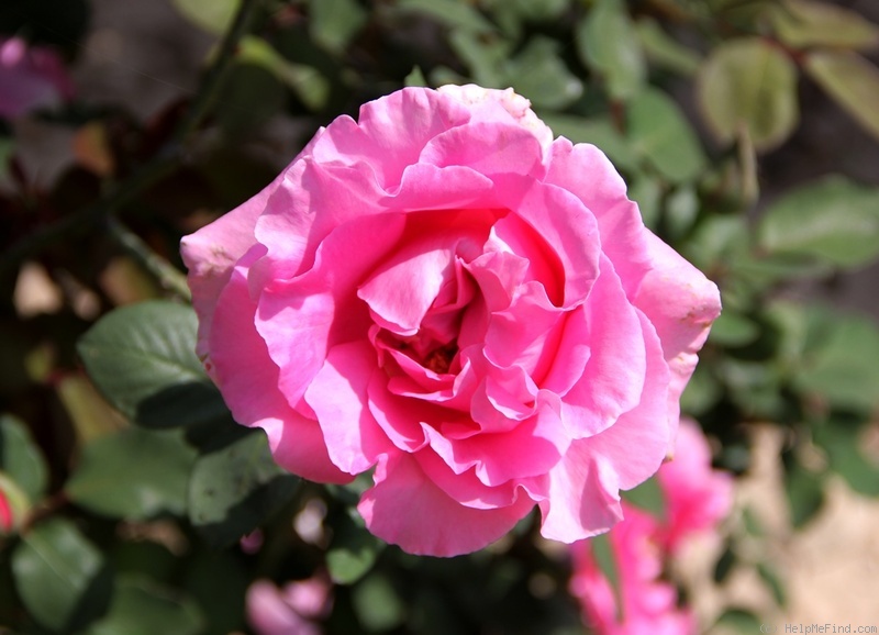 'Century II' rose photo
