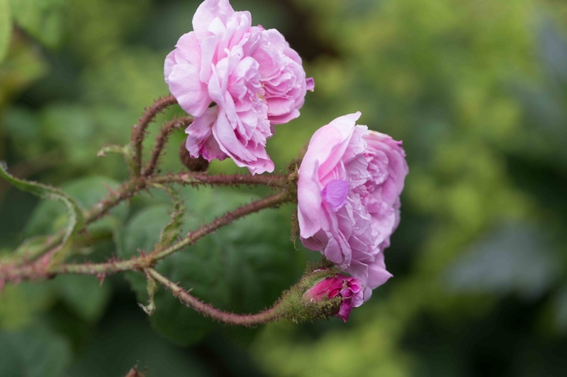 'Madame Legrand' rose photo