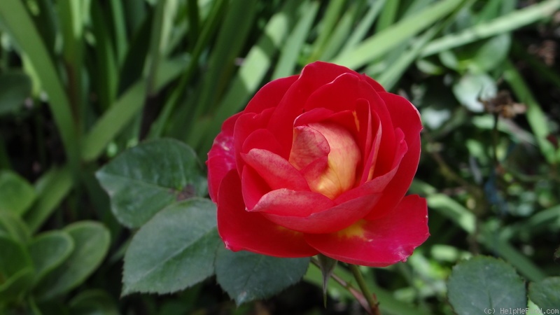'Bhagmati ™' rose photo