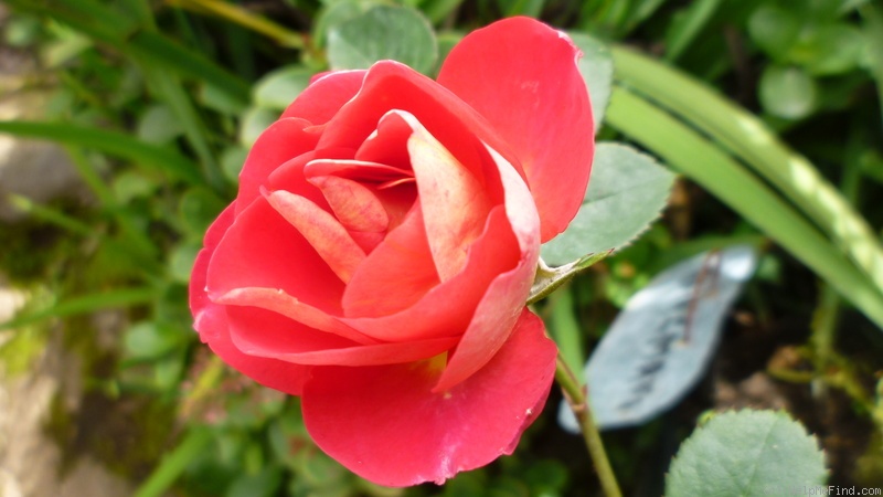 'Bhagmati ™' rose photo
