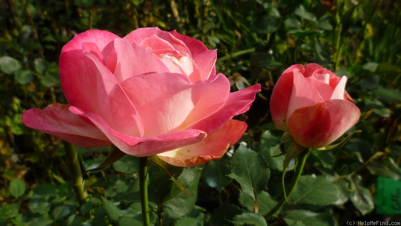 'Blushing Yuki ™' rose photo