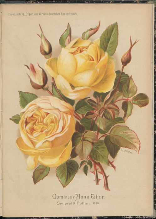 'Comtesse Anna Thun' rose photo