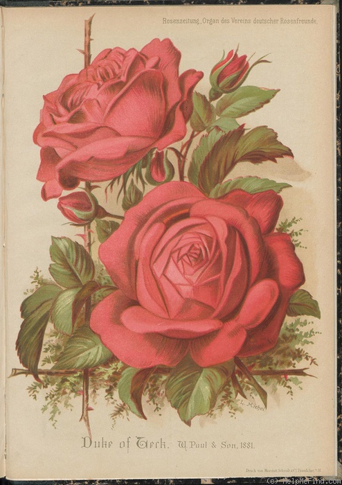 'Duke of Teck' rose photo