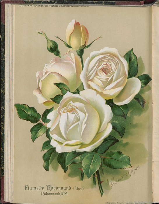 'Fiammetta Nabonnand' rose photo