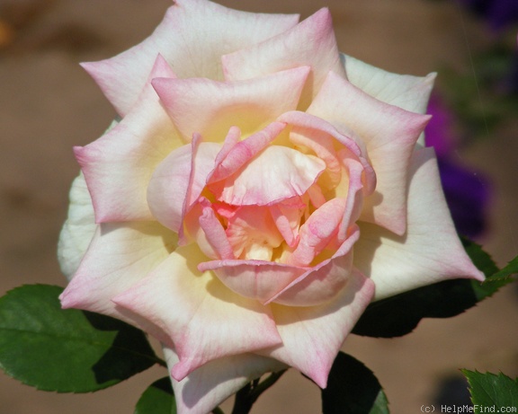'Leading Lady ™ (mini-flora, Benardella 2006)' rose photo