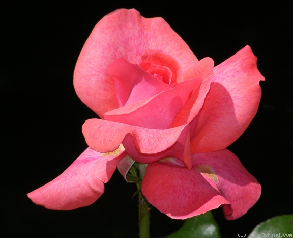 'Cinnamon Dolce' rose photo