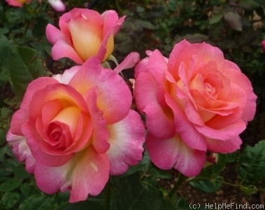 'Tahlia' rose photo