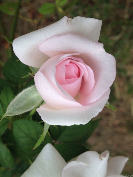'Meredith (hybrid tea, Carruth 2002)' rose photo