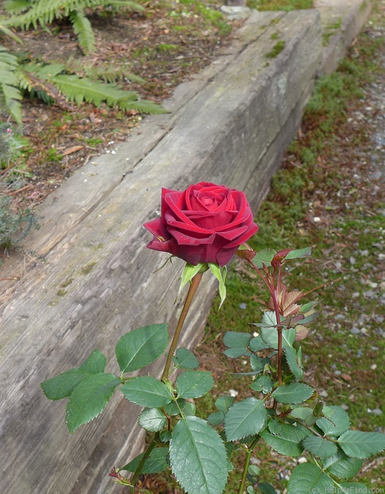 'Scarlet Mercedes Kordana ®' rose photo