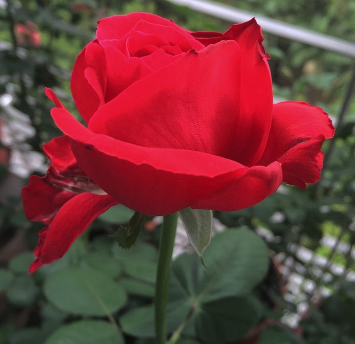 'Alec's Red® (hybrid tea, Cocker, 1970)' rose photo