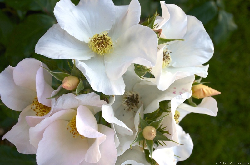 'Sally Holmes (Hybrid Musk, Holmes 1976)' rose photo