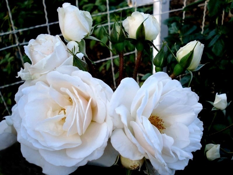 'Nuage Blanc' rose photo