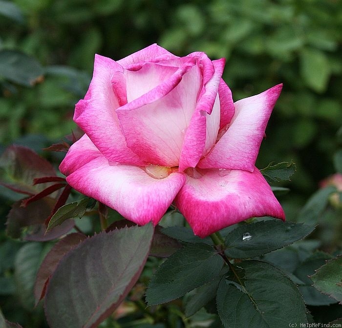 'Rhiannon' rose photo