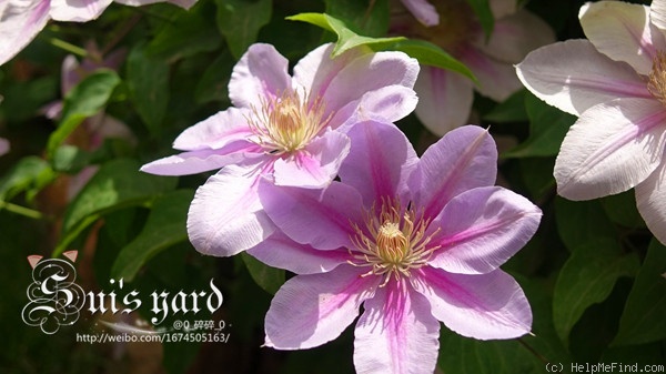 'Bees Jubilee' clematis photo