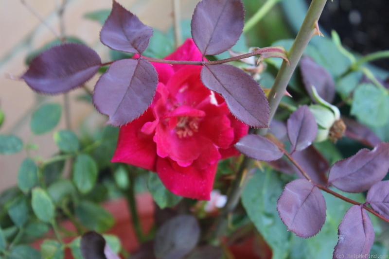 'Hawlmark Crimson' rose photo
