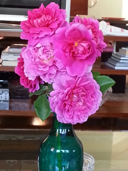 'Princess Anne ®' rose photo